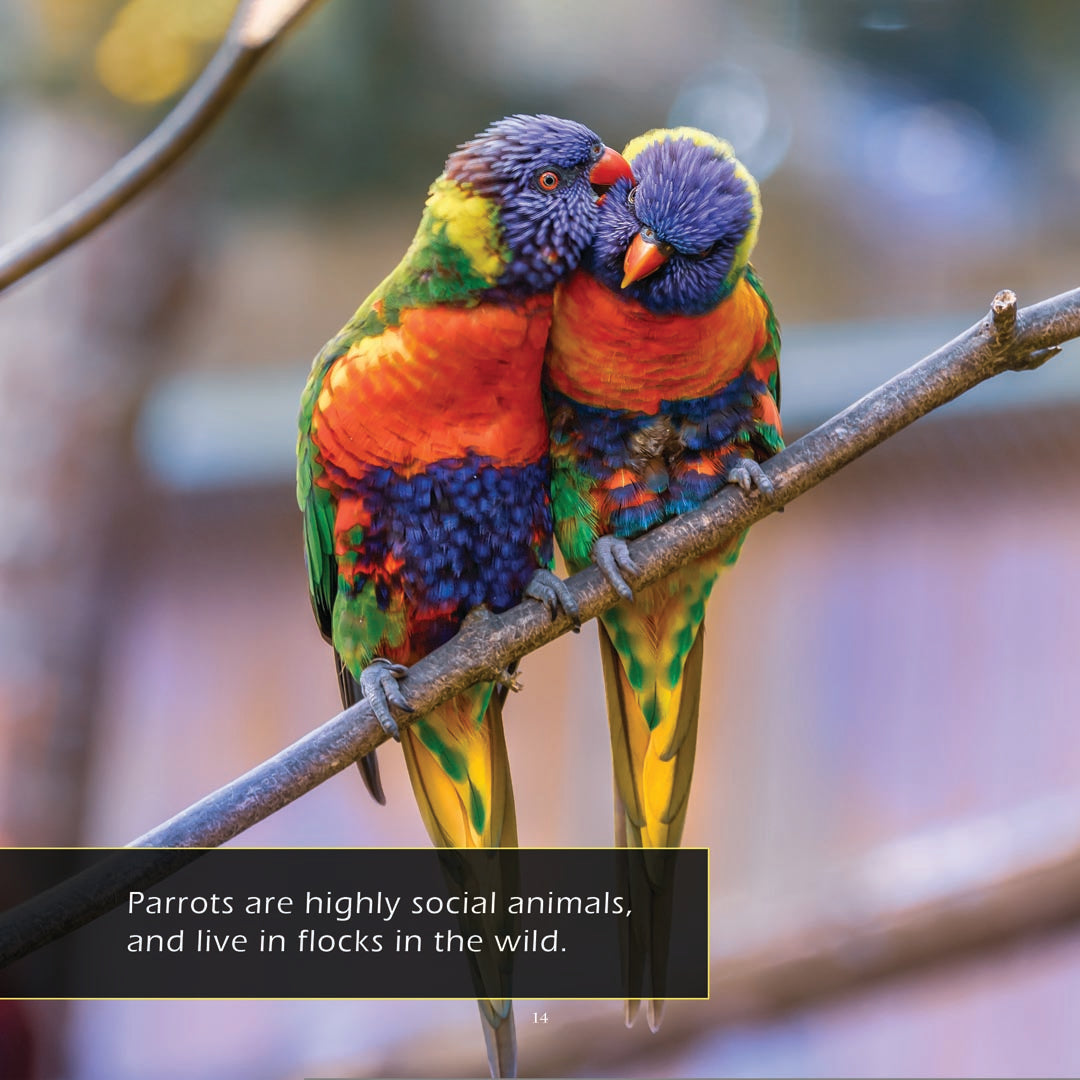Parrots! Classroom 10-Pack