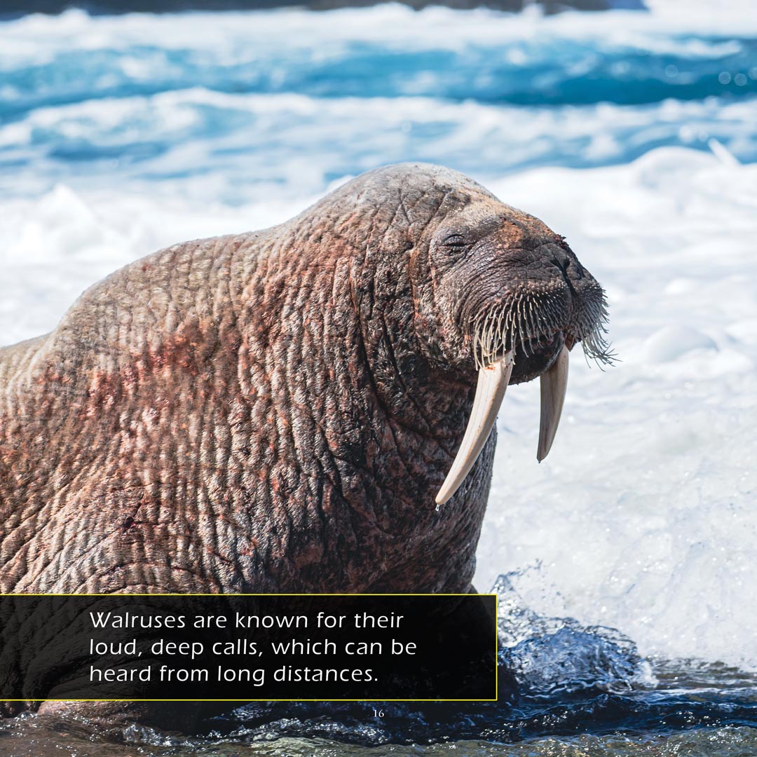 Walruses! A My Incredible World Picture Book for Children