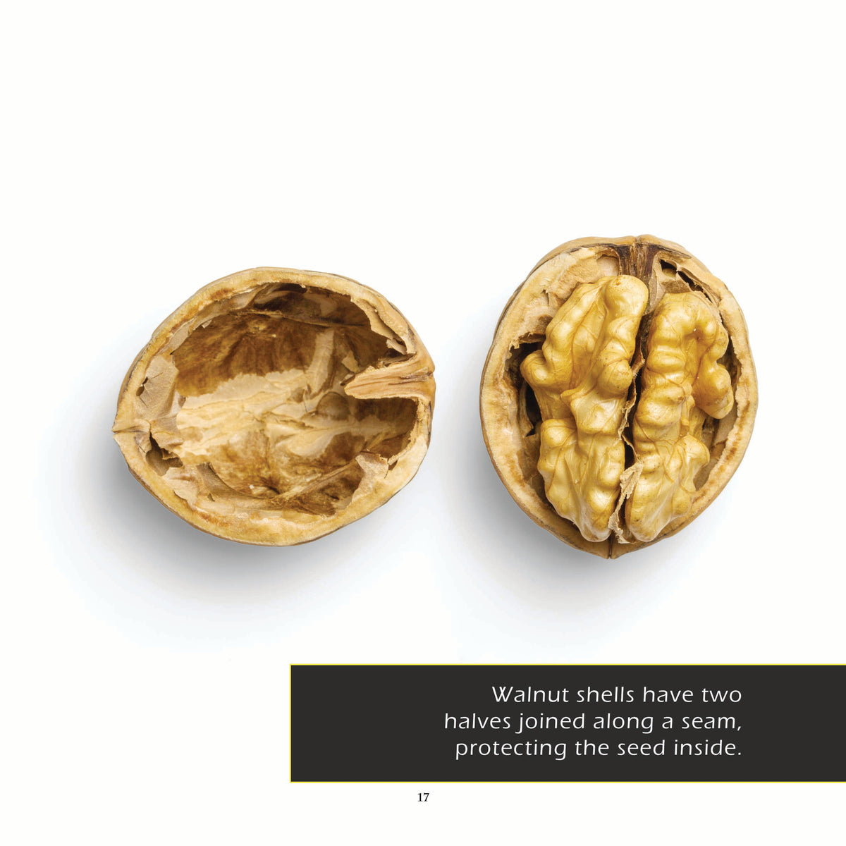 Walnuts! Classroom 10-Pack