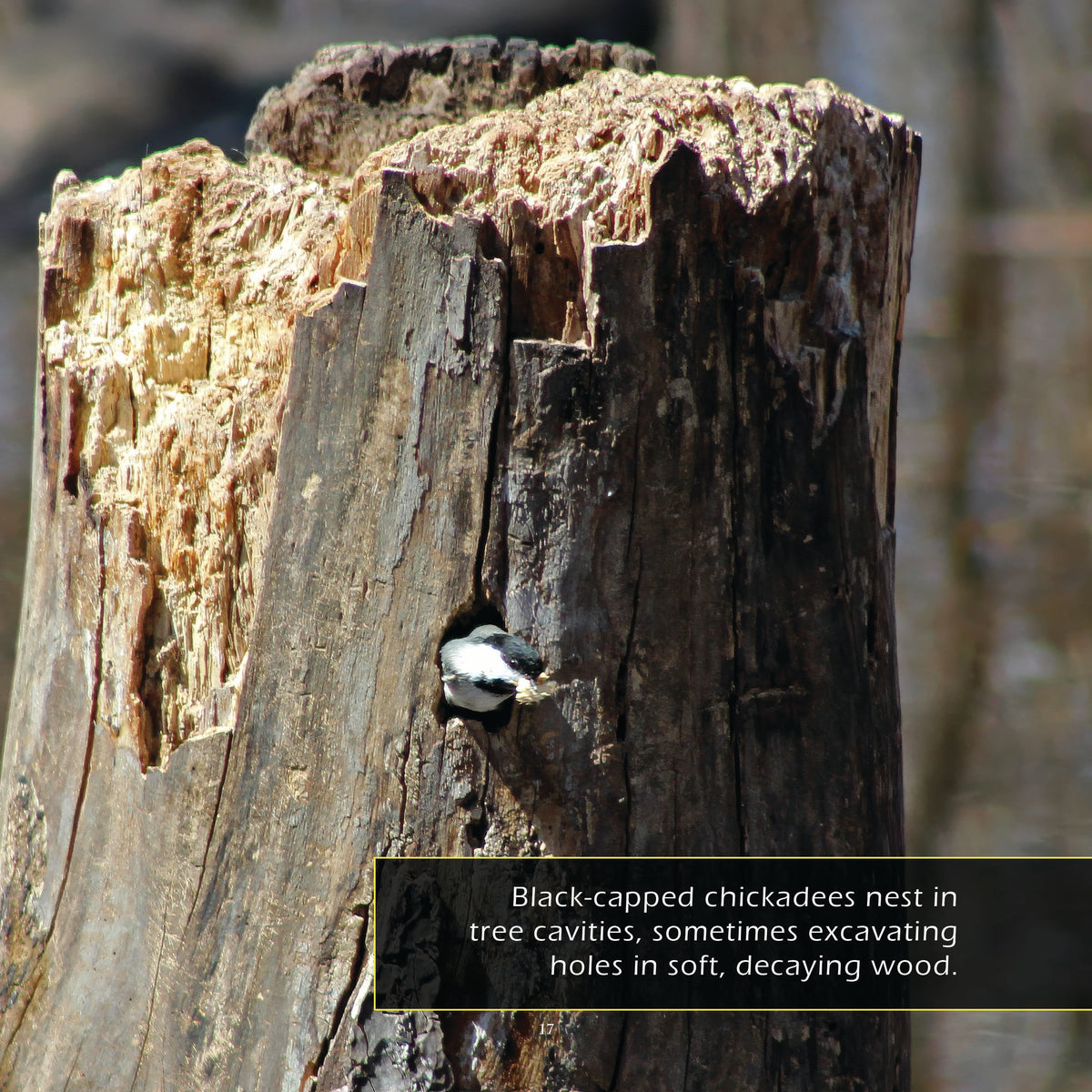 Black-Capped Chickadees! A My Incredible World Picture Book for Children
