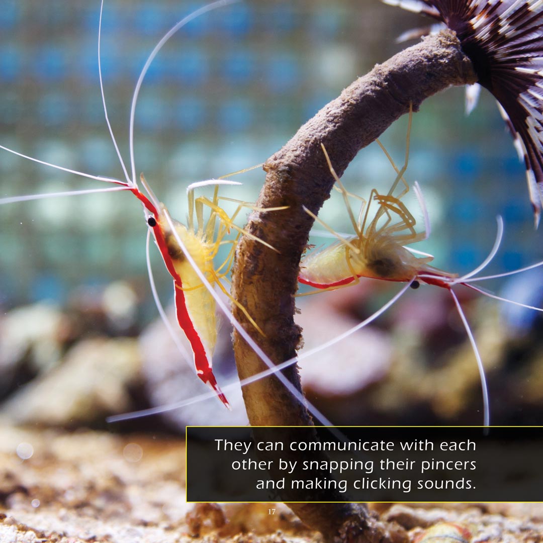Shrimp! Classroom 10-Pack