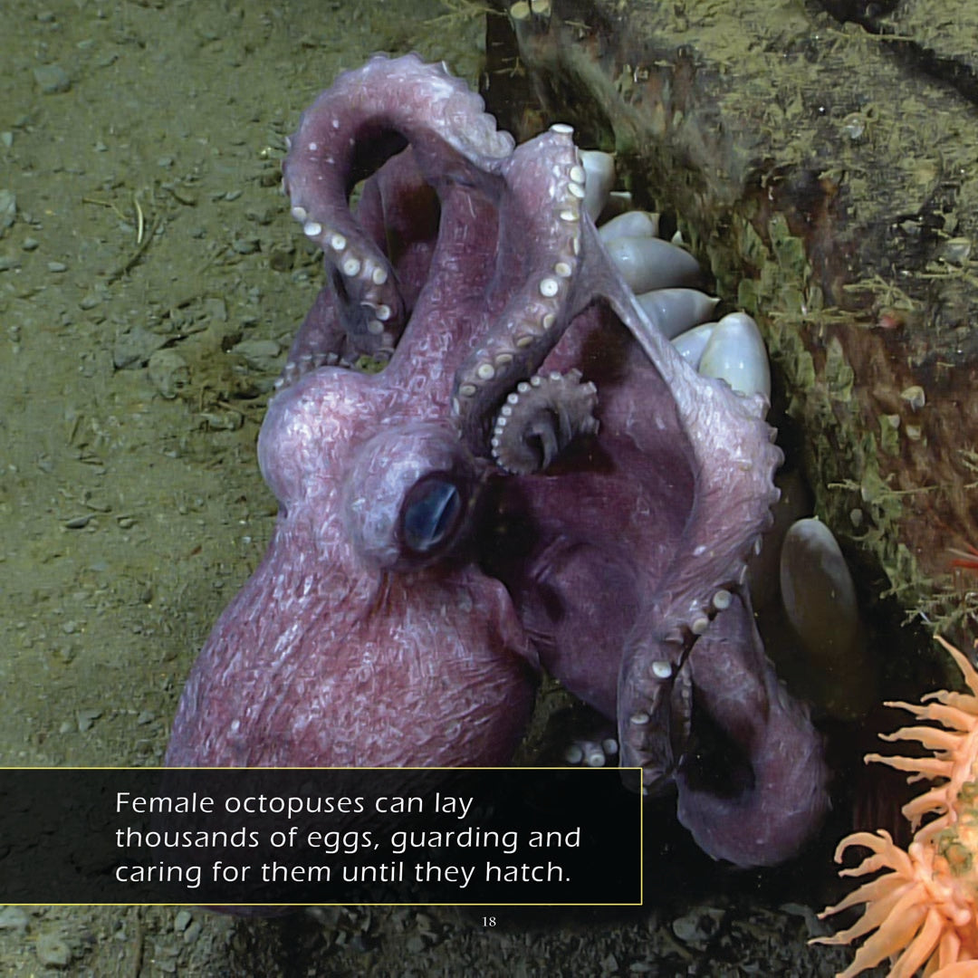 Octopuses! A My Incredible World Picture Book for Children