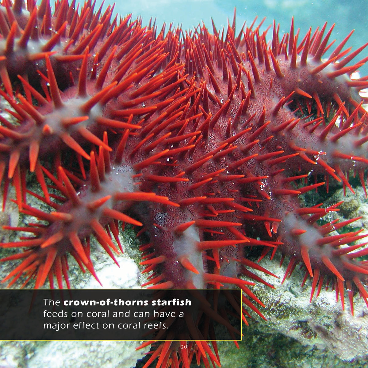 Starfish! A My Incredible World Picture Book for Children