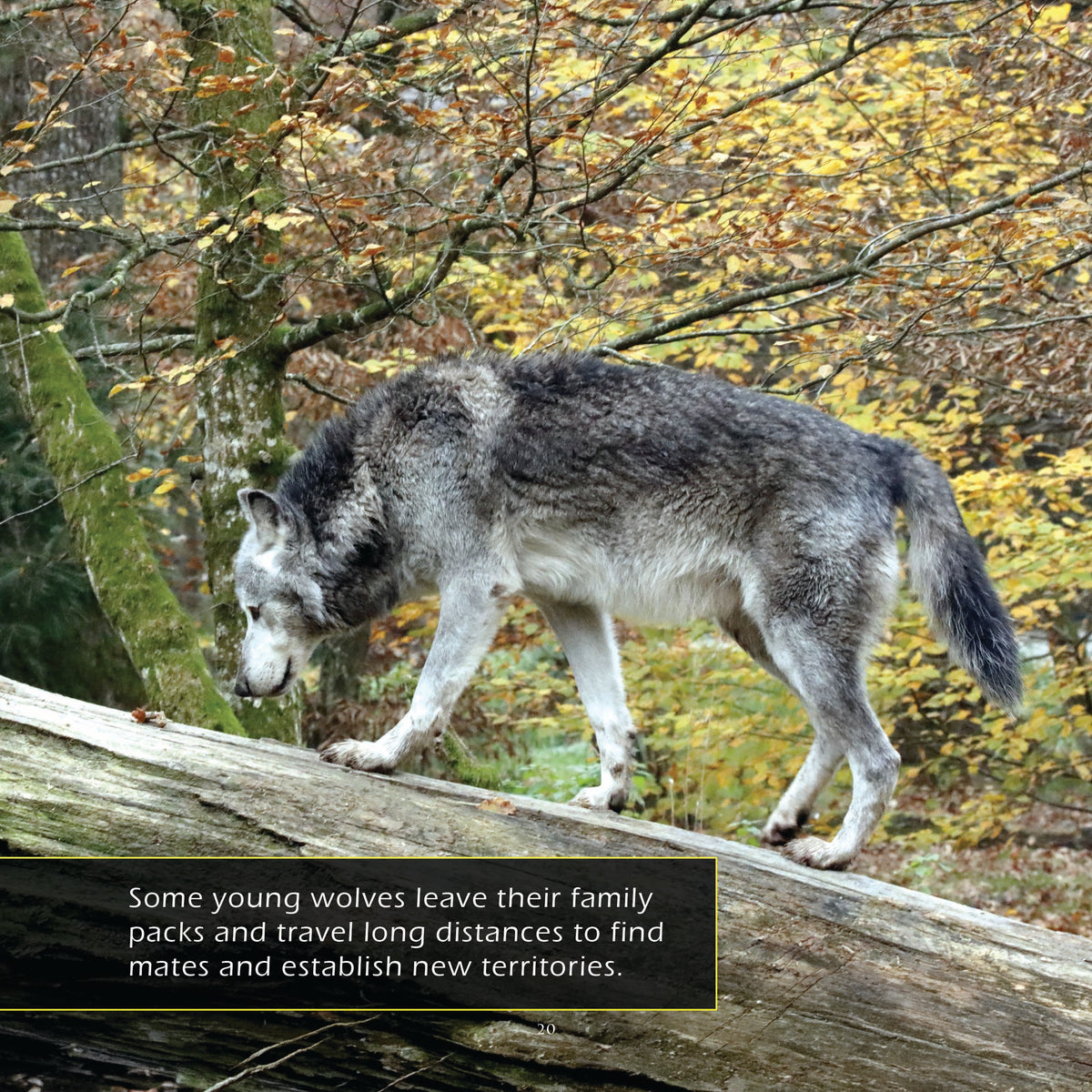Gray Wolves! A My Incredible World Picture Book for Children