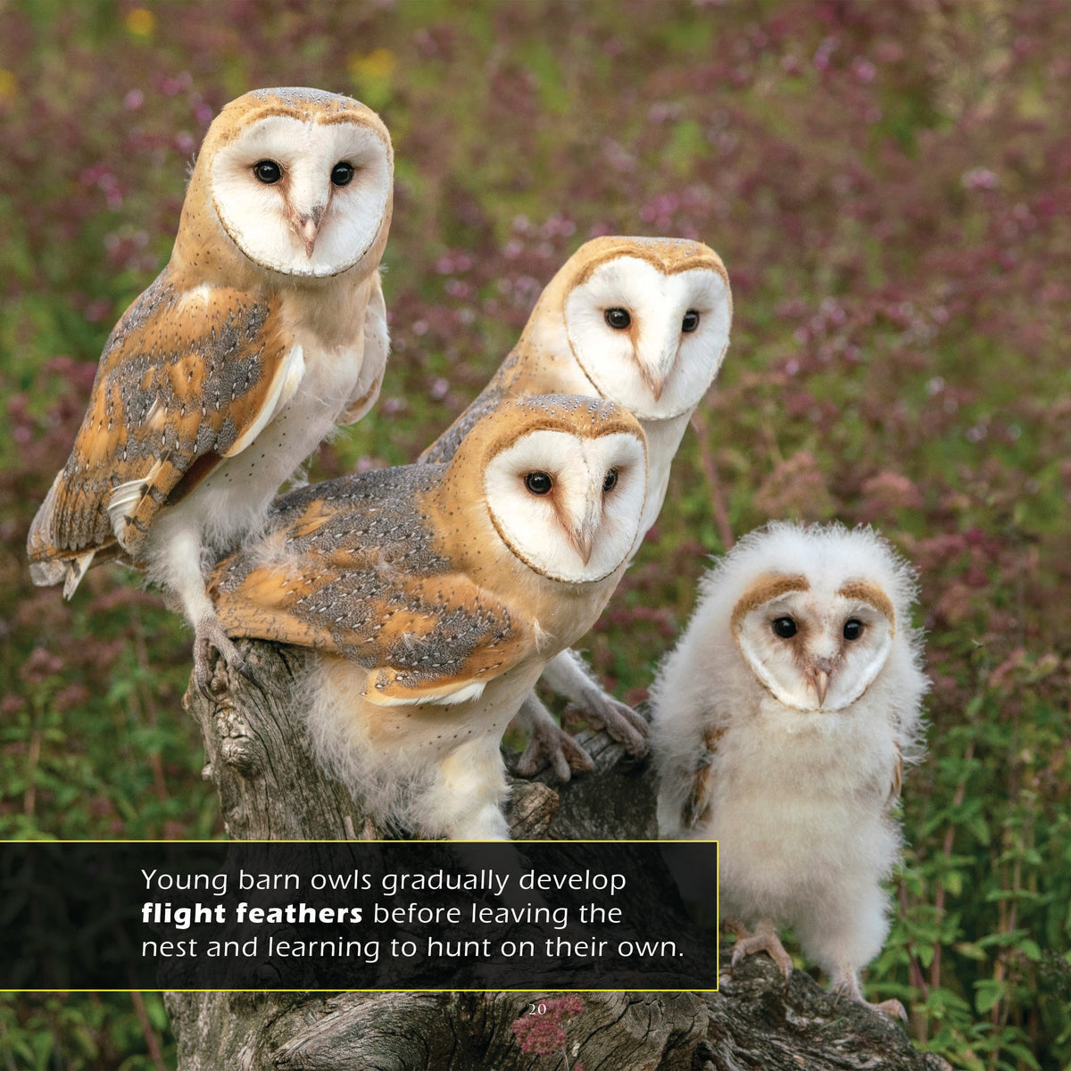 Barn Owls! A My Incredible World Picture Book for Children