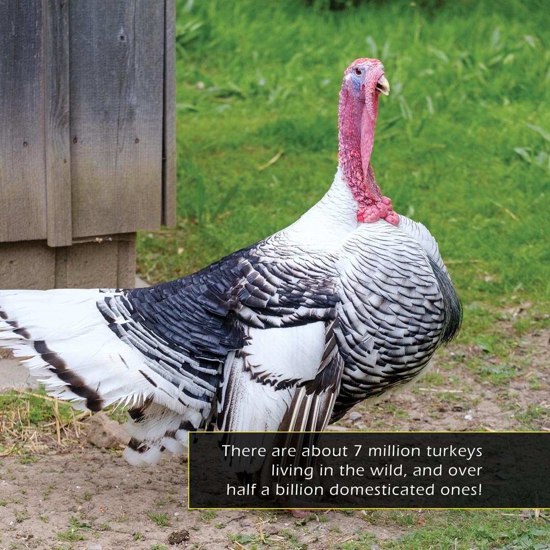 Turkeys! Classroom 10-Pack