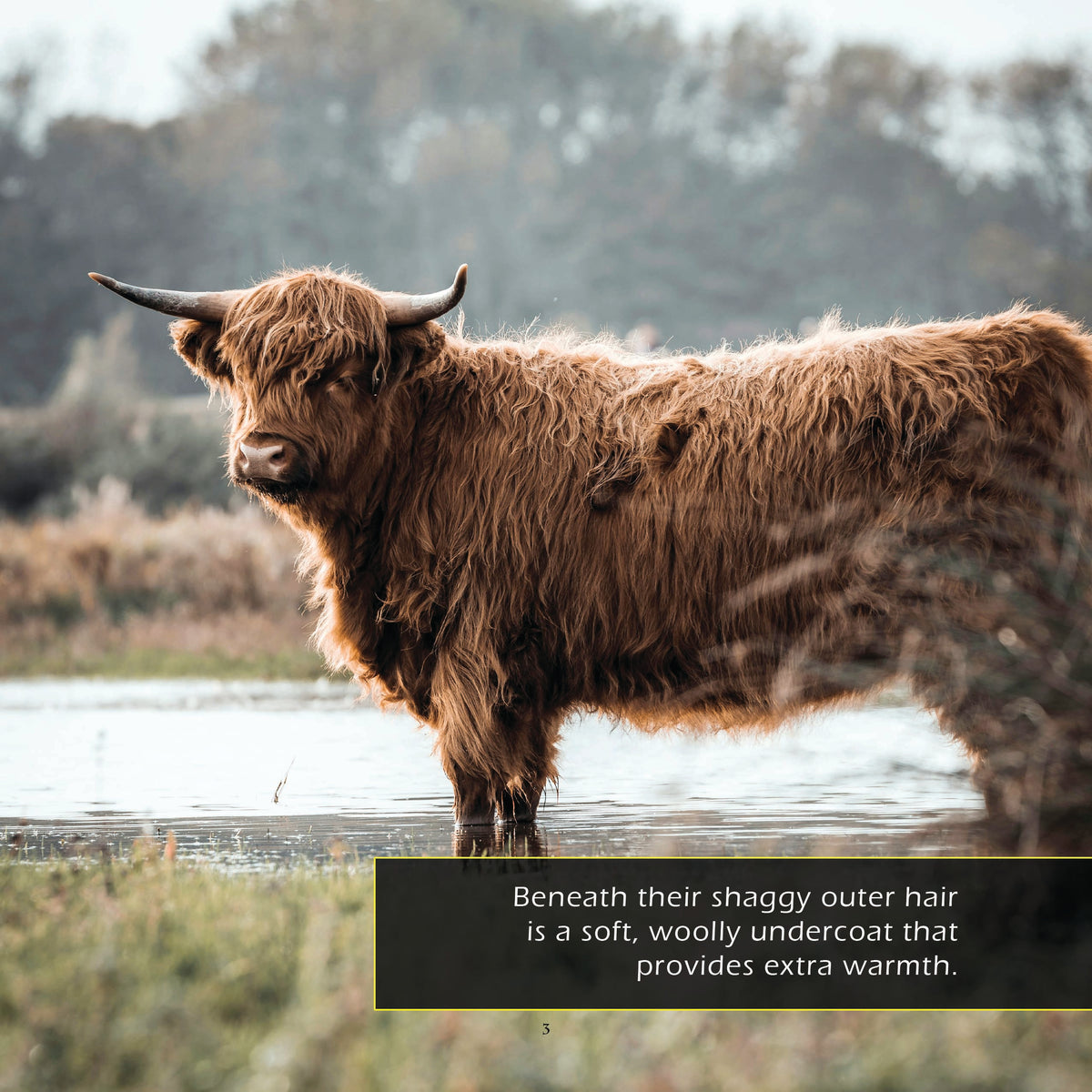 Highland Cows! A My Incredible World Picture Book for Children