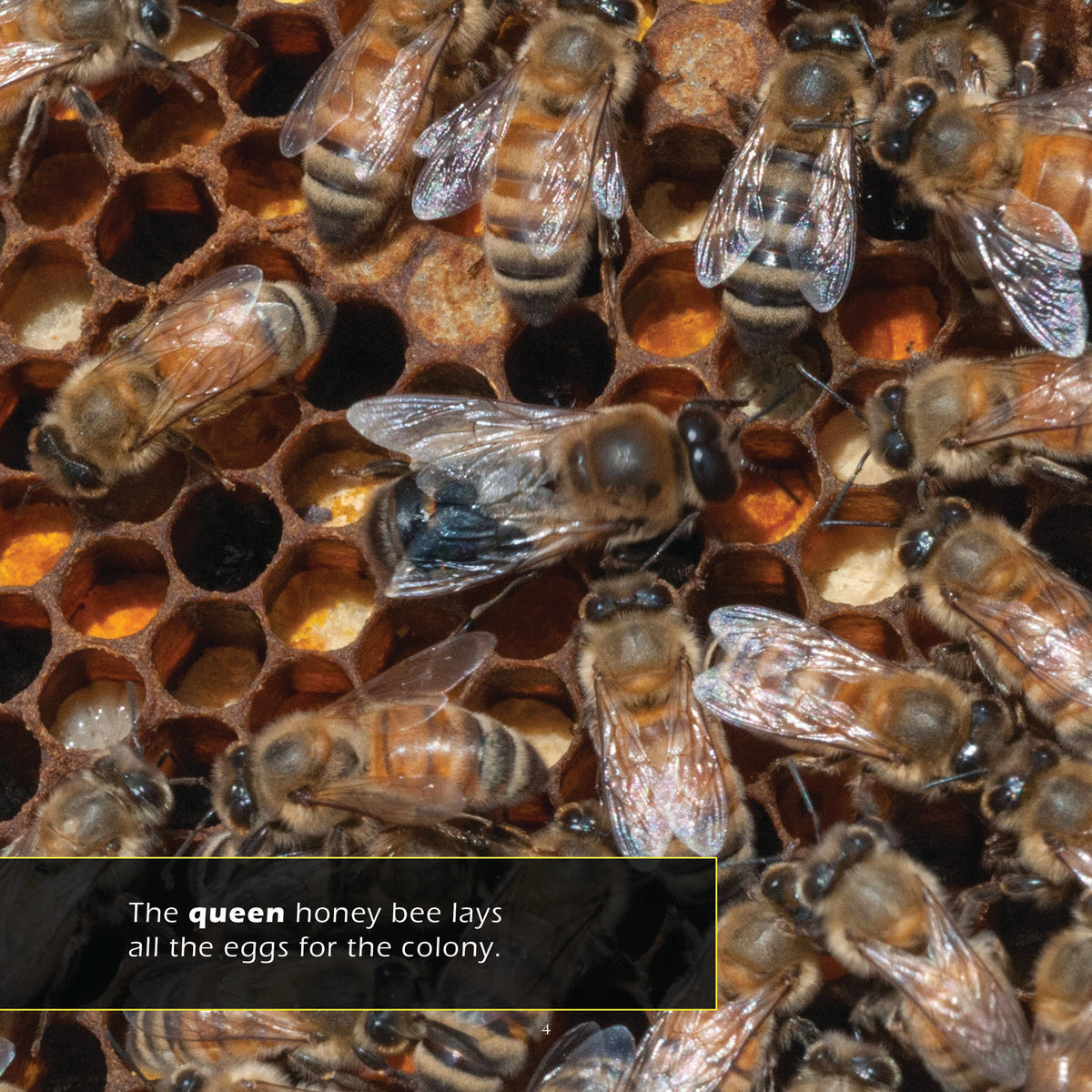 Honey Bees! Classroom 10-Pack