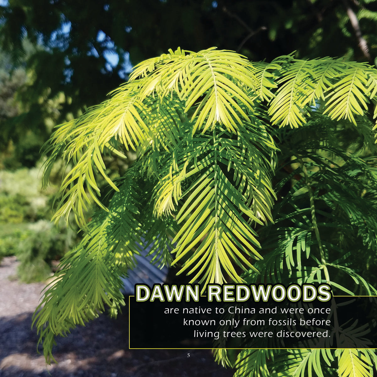 Close-up of bright yellow-green dawn redwood foliage with a black text box containing white text that reads 'DAWN-REDWOODS are native to China and were once known only from fossils before living trees were discovered.'.