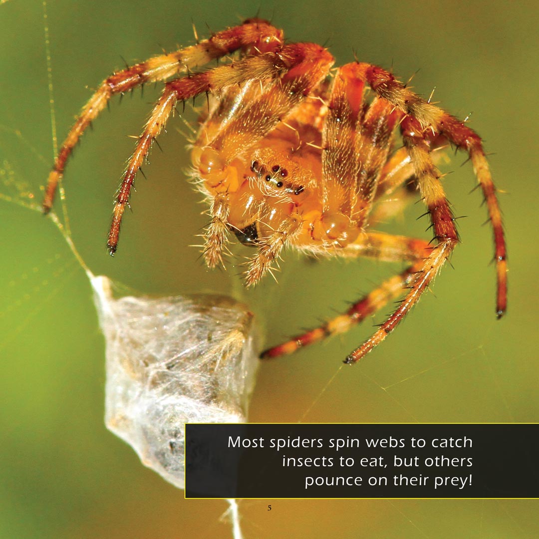 Spiders! A My Incredible World Picture Book for Children