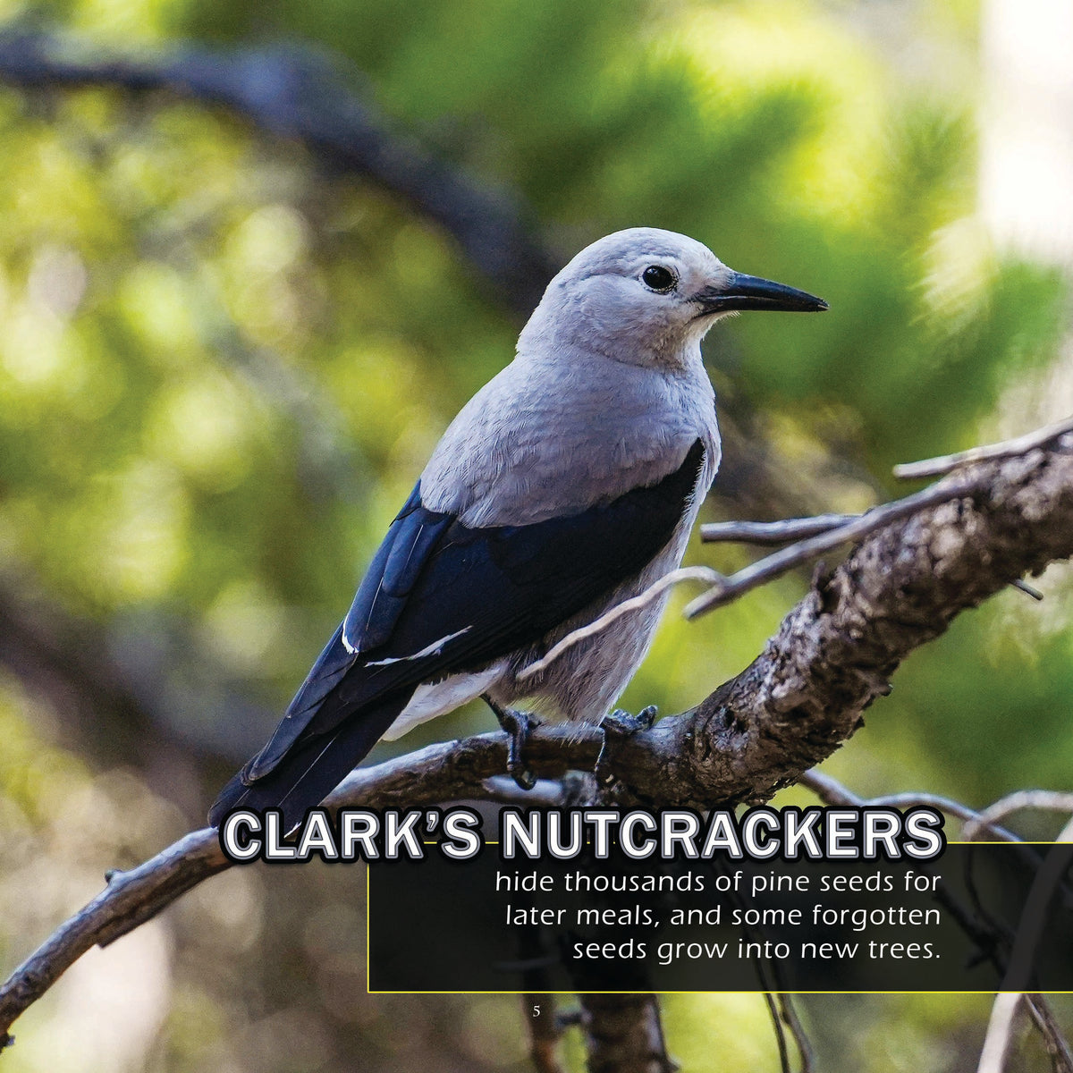 Birds of Colorado! A My Incredible World Picture Book for Children