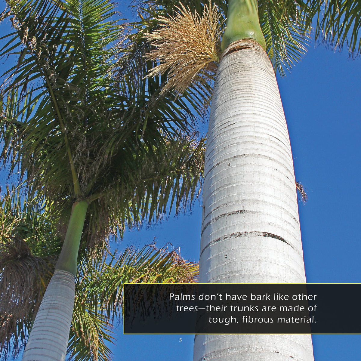 Palm Trees! A My Incredible World Picture Book for Children