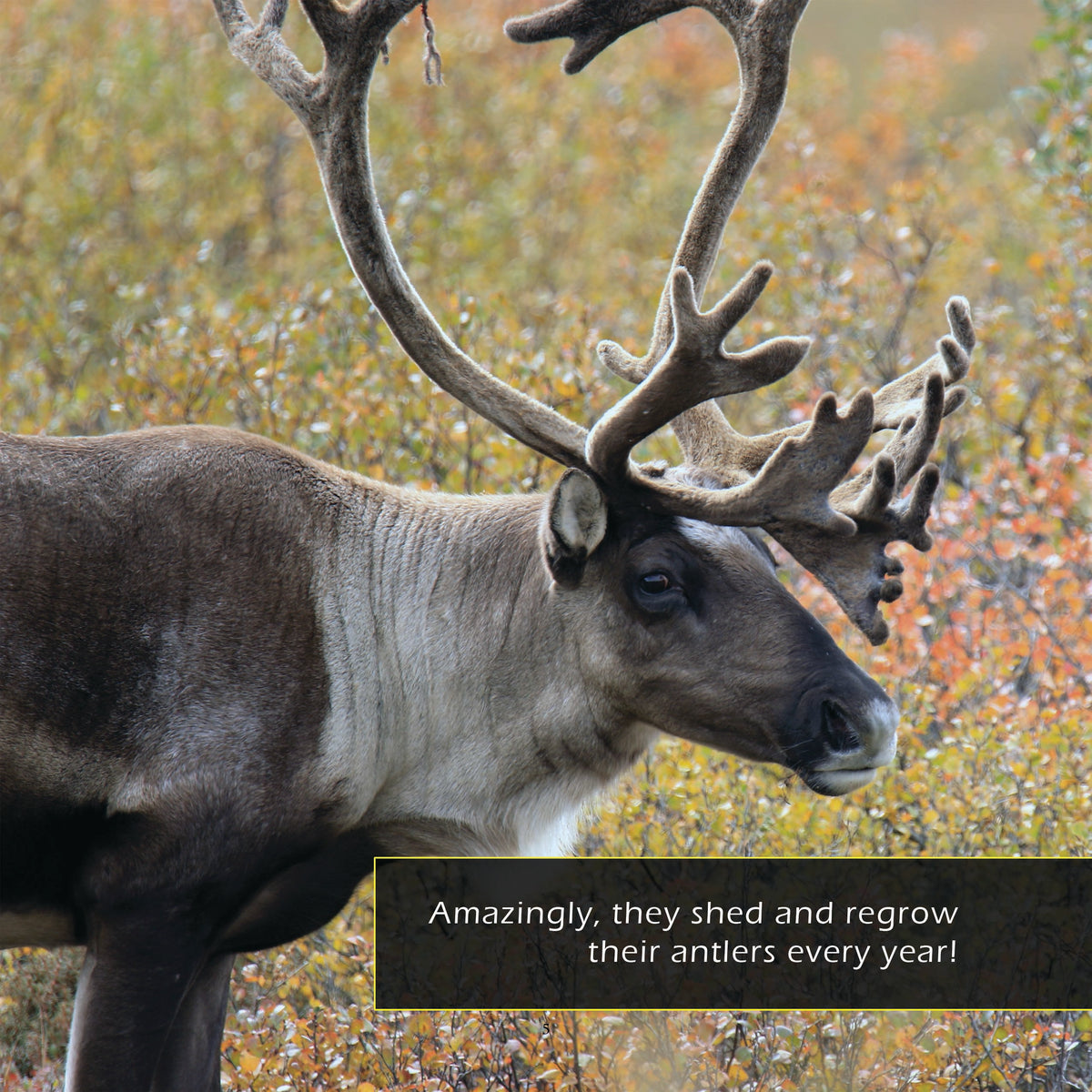 Reindeer! Classroom 10-Pack