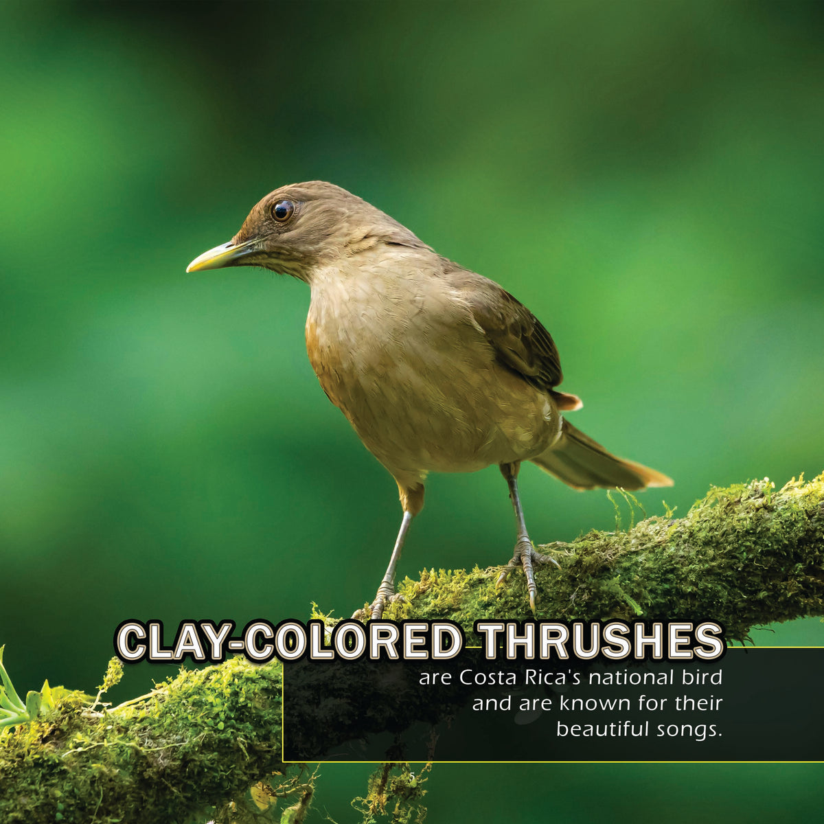 Birds of Costa Rica! A My Incredible World Picture Book for Children