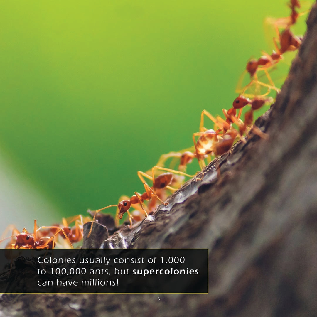 Ants! A My Incredible World Picture Book for Children