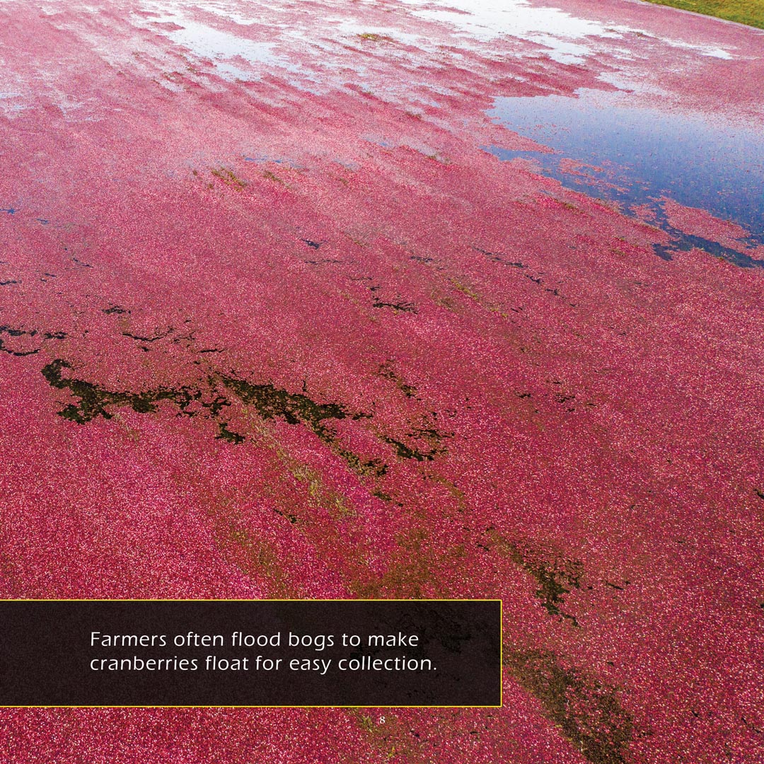Cranberries! A My Incredible World Picture Book for Children