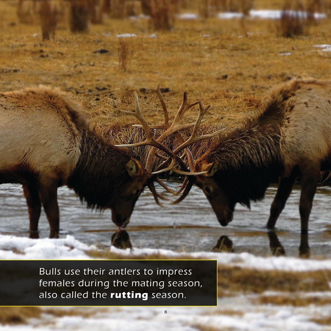 Elk! A My Incredible World Picture Book for Children