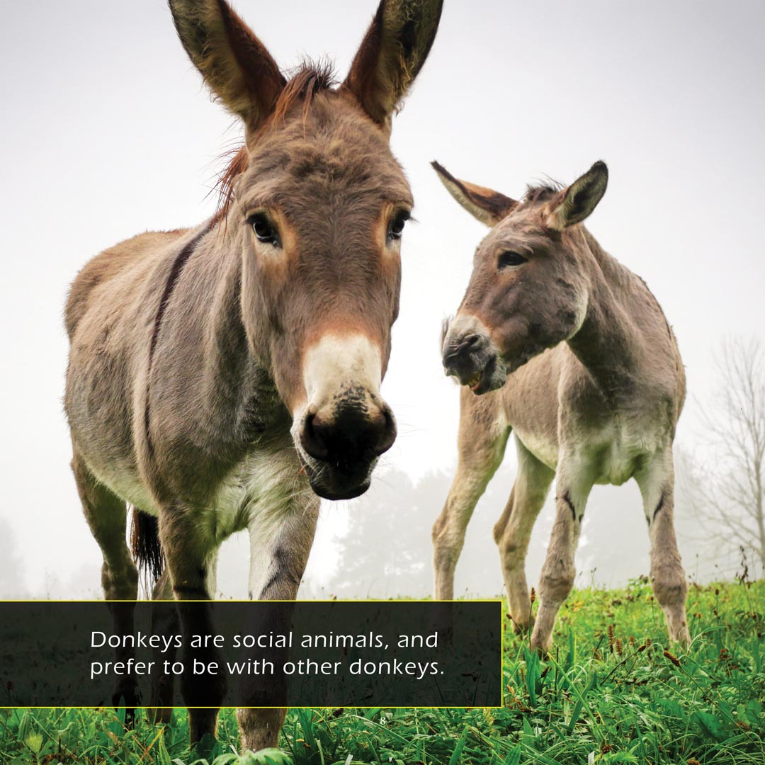 Donkeys! A My Incredible World Picture Book for Children