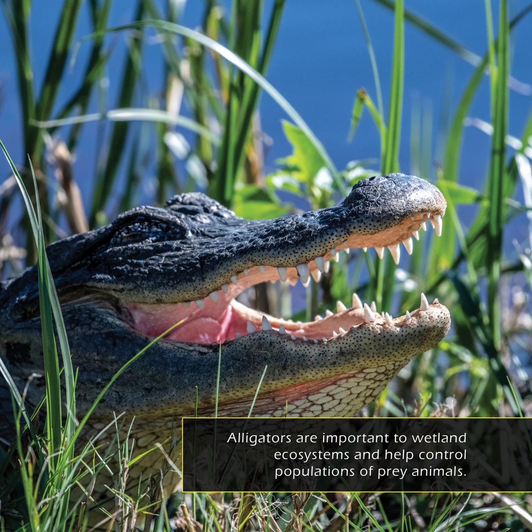 American Alligators! A My Incredible World Picture Book for Children