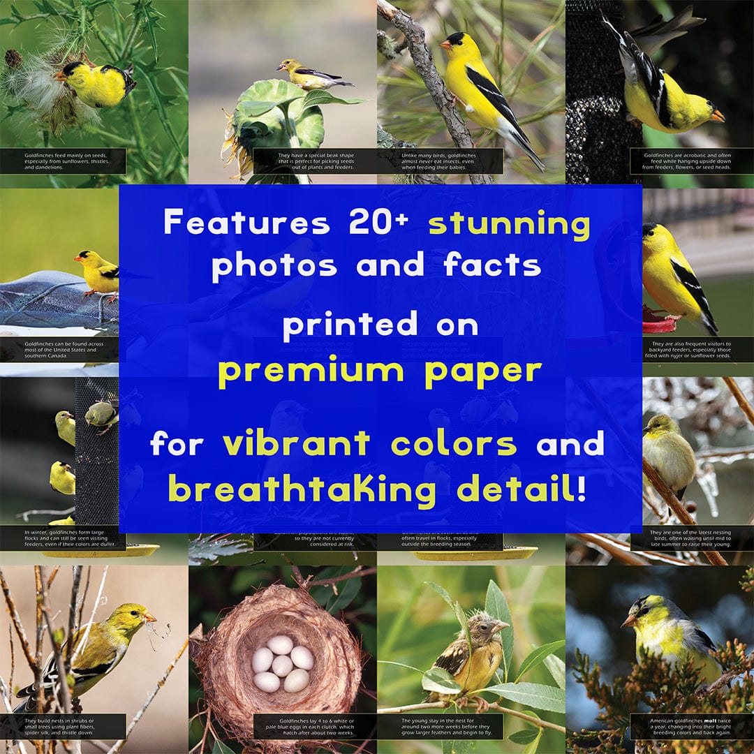 American Goldfinches! A My Incredible World Picture Book for Children