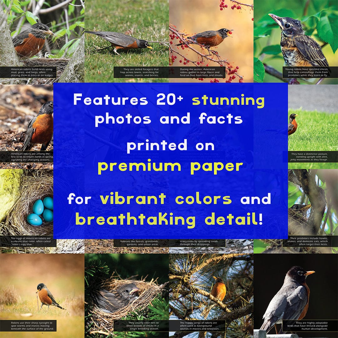 American Robins! A My Incredible World Picture Book for Children