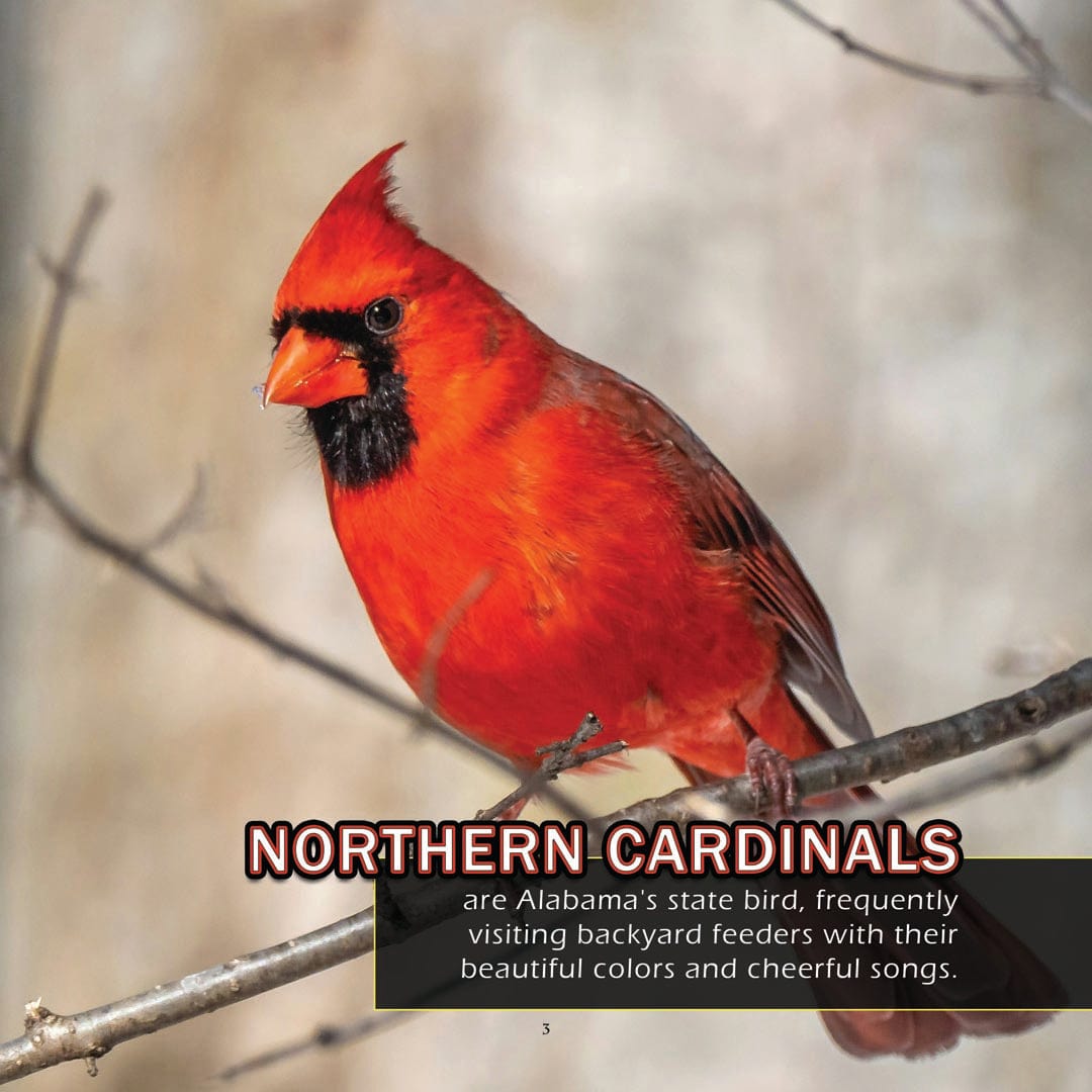 Animals of Alabama! A My Incredible World Picture Book for Children