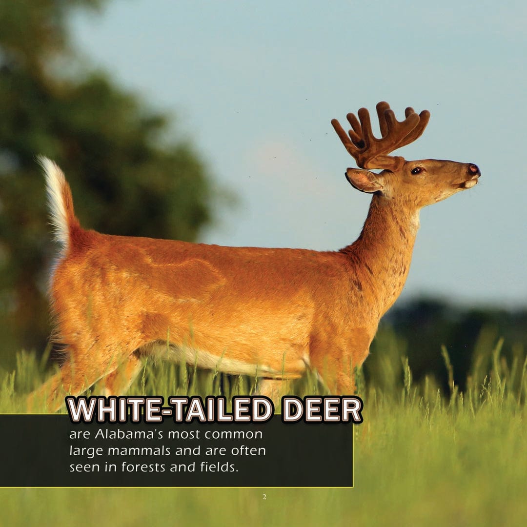 Animals of Alabama! A My Incredible World Picture Book for Children