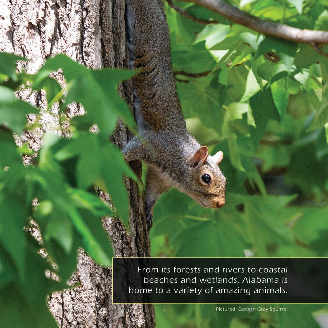 Animals of Alabama! A My Incredible World Picture Book for Children