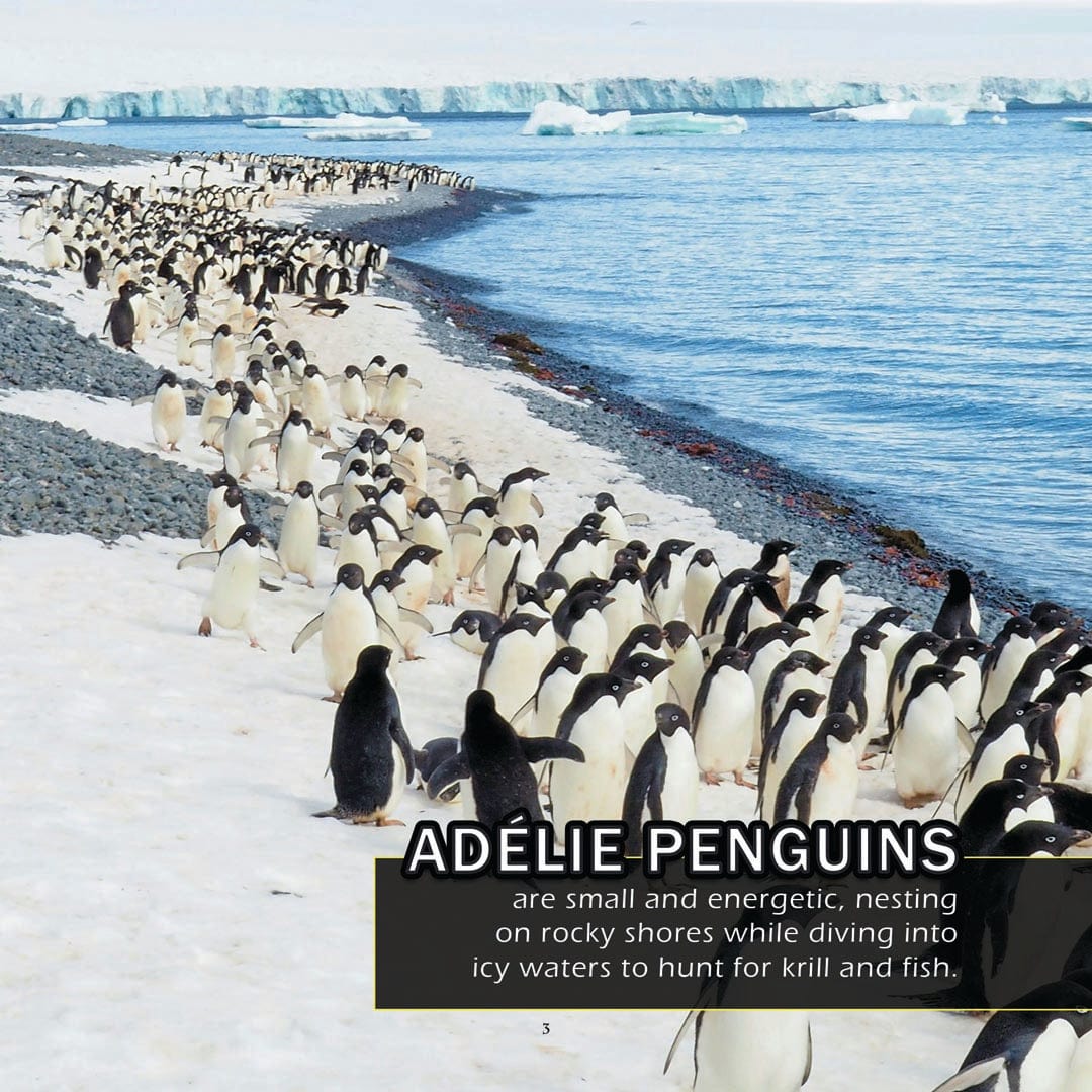 Animals of Antarctica! A My Incredible World Picture Book for Children