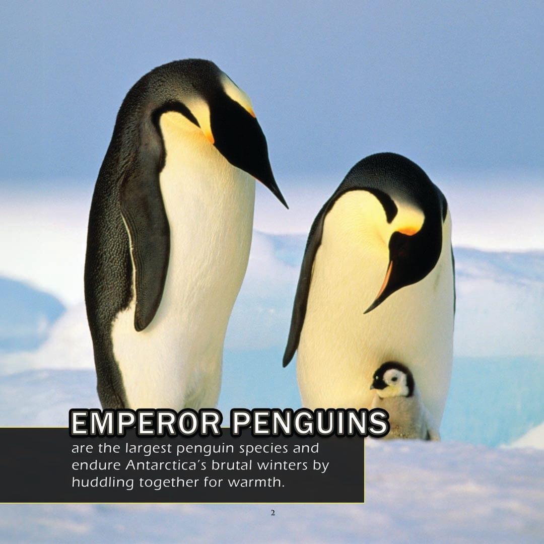 Animals of Antarctica! A My Incredible World Picture Book for Children