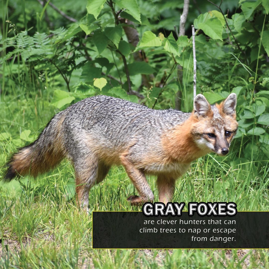 Animals of Arkansas! A My Incredible World Picture Book for Children