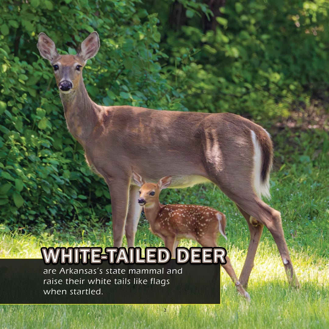 Animals of Arkansas! A My Incredible World Picture Book for Children