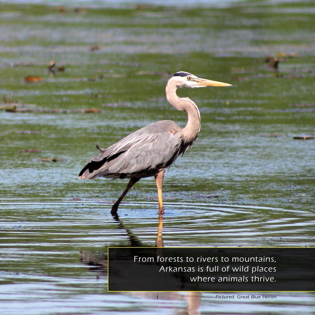 Animals of Arkansas! A My Incredible World Picture Book for Children