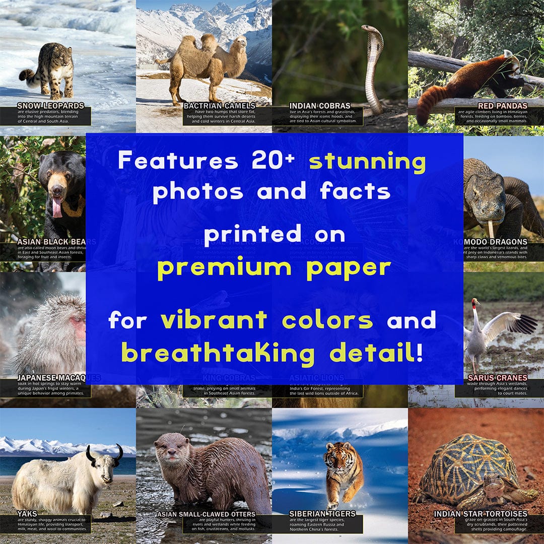 Animals of Asia! A My Incredible World Picture Book for Children