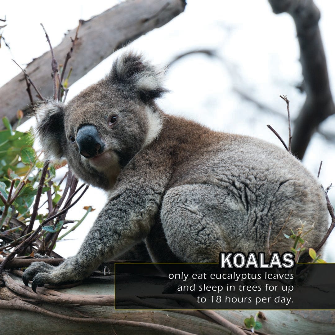 Animals of Australia! A My Incredible World Picture Book for Children