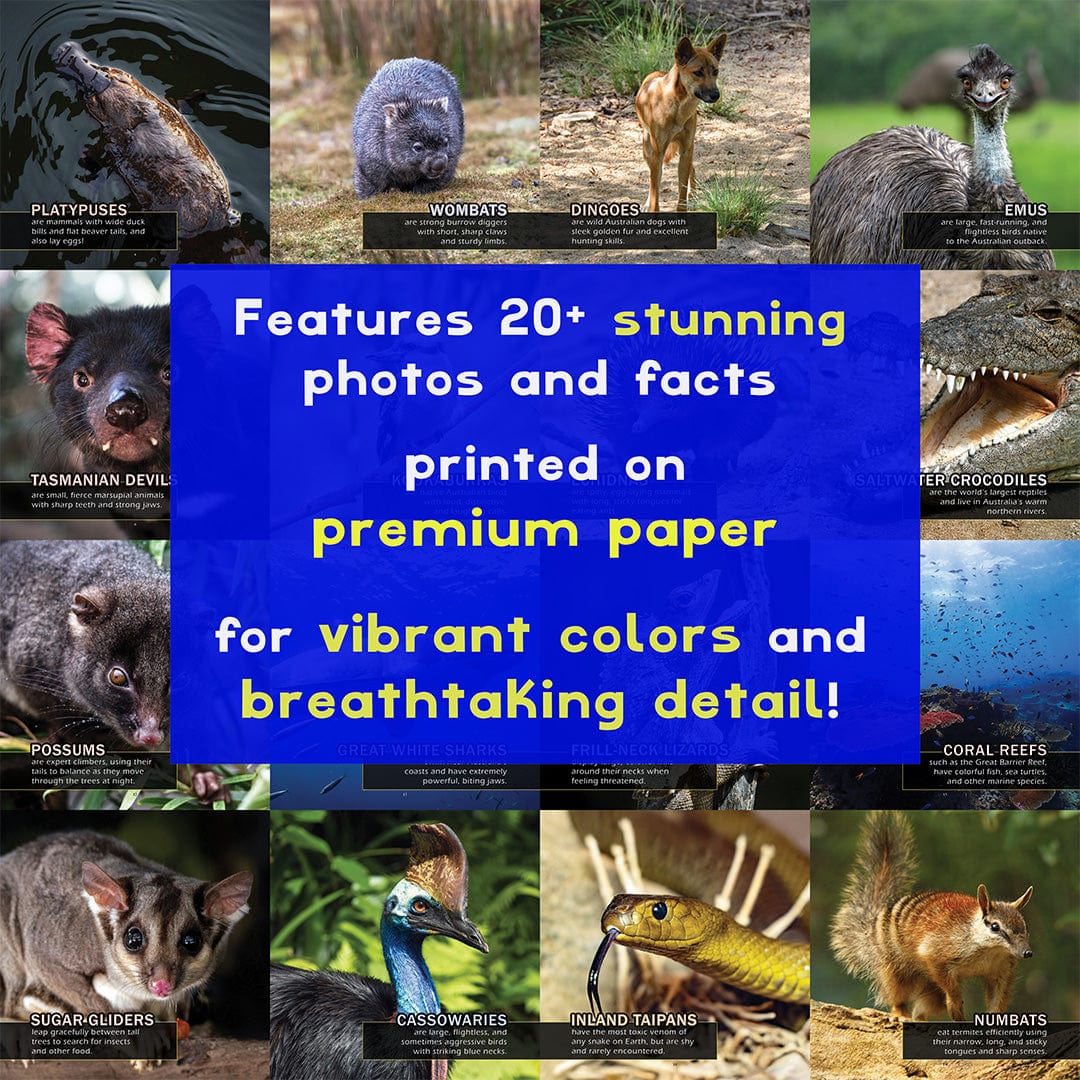 Animals of Australia! A My Incredible World Picture Book for Children