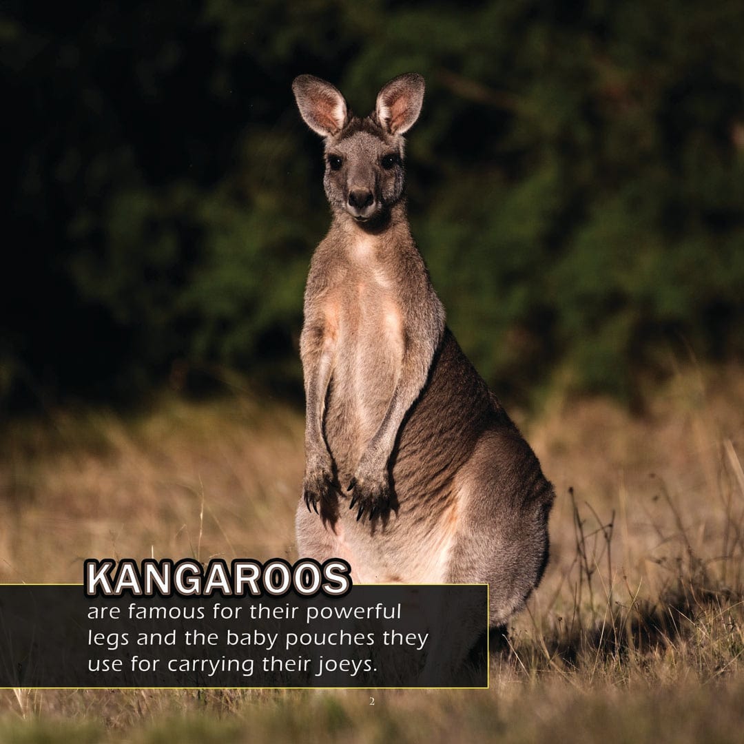 Animals of Australia! A My Incredible World Picture Book for Children