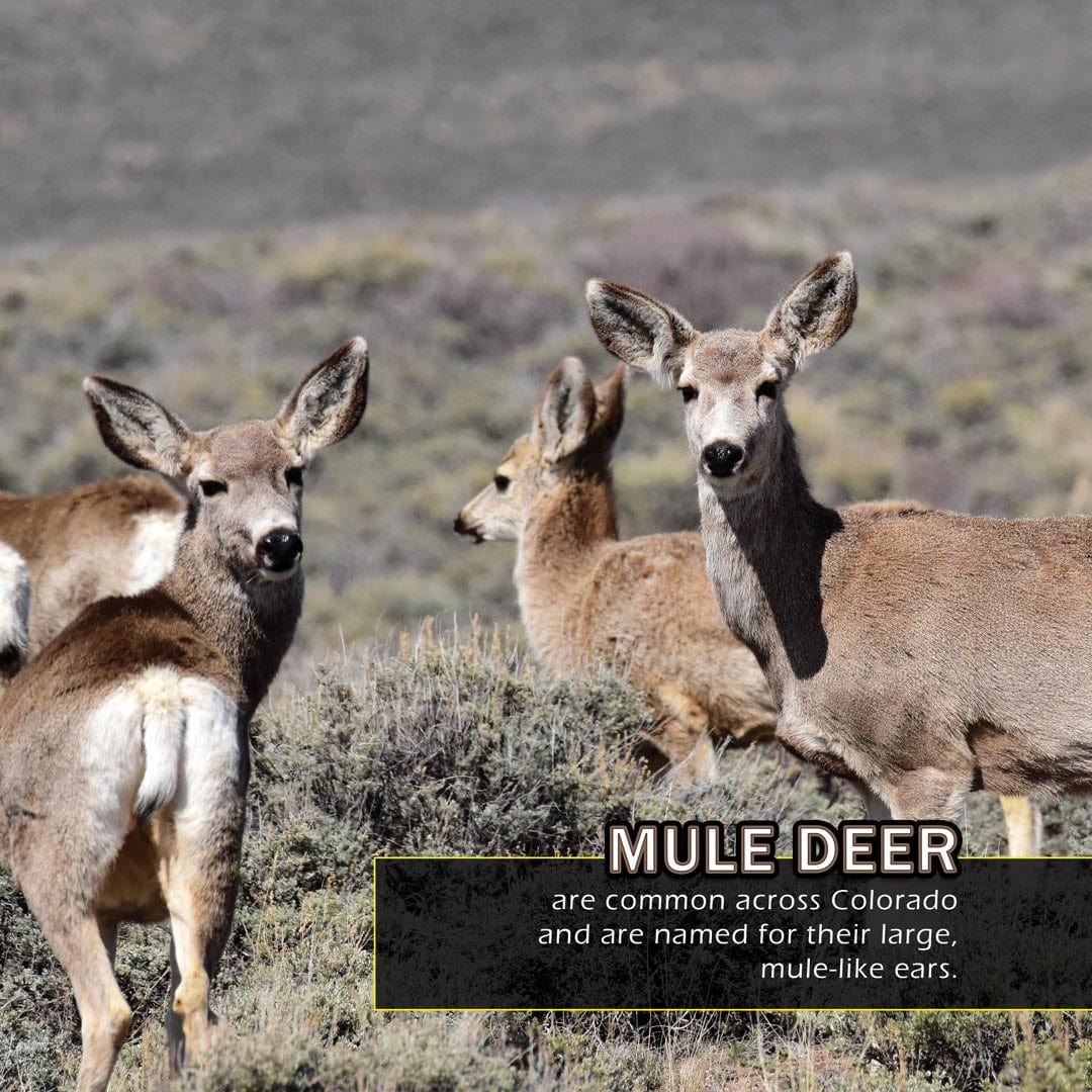 Animals of Colorado! A My Incredible World Picture Book for Children