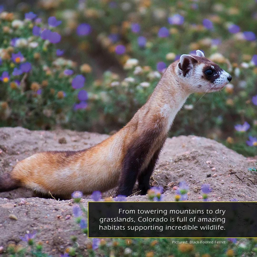 Animals of Colorado! A My Incredible World Picture Book for Children