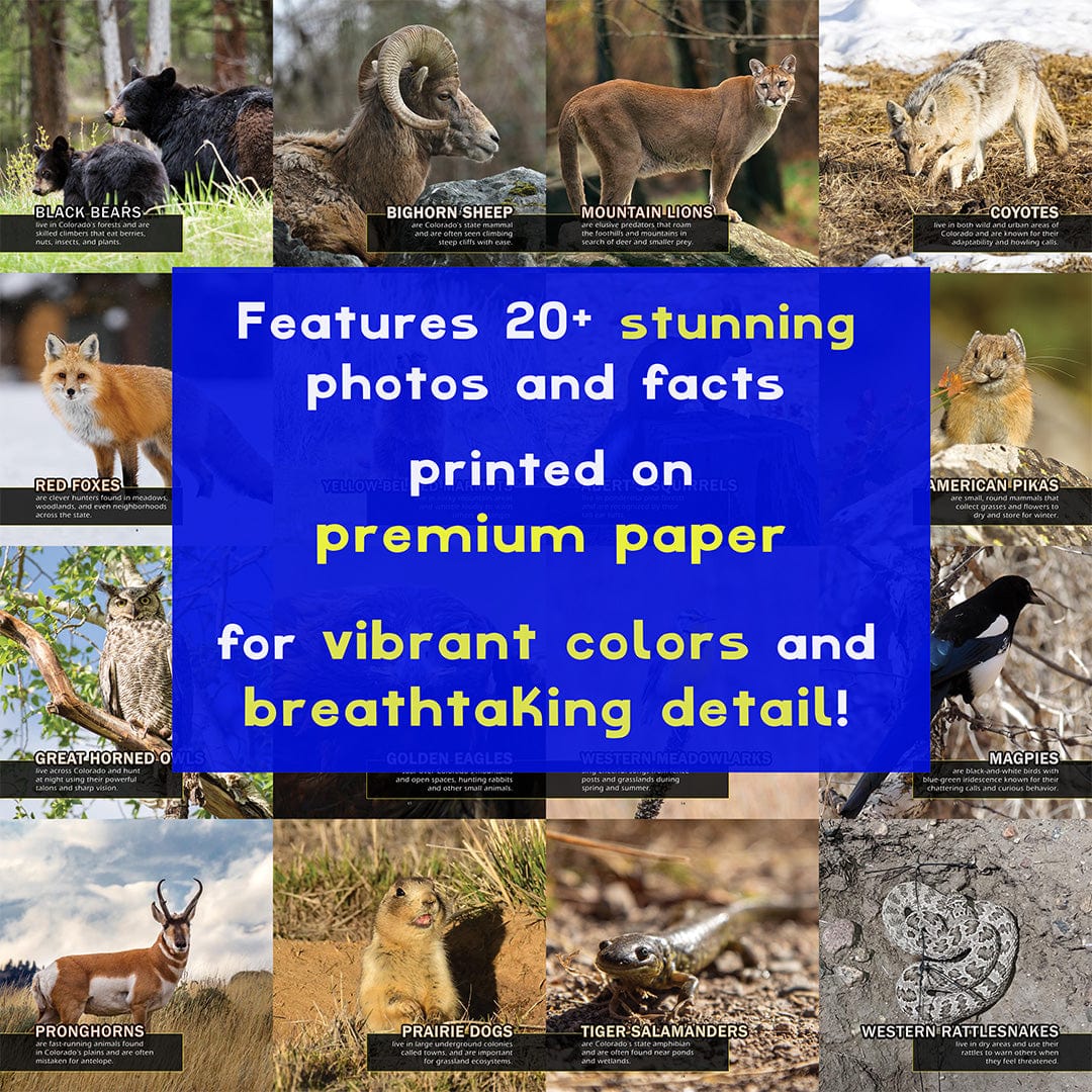 Animals of Colorado! A My Incredible World Picture Book for Children