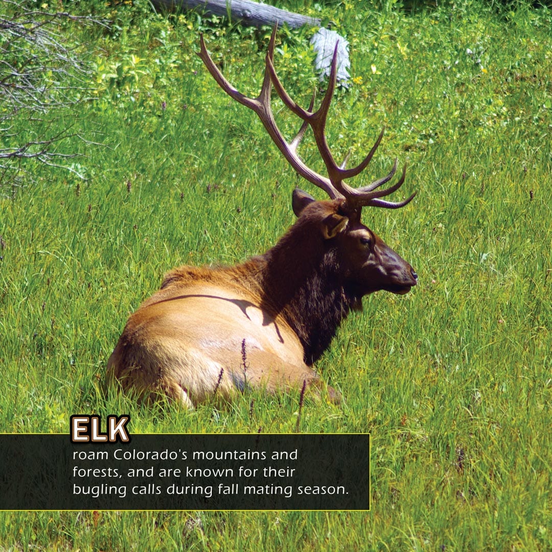 Animals of Colorado! A My Incredible World Picture Book for Children