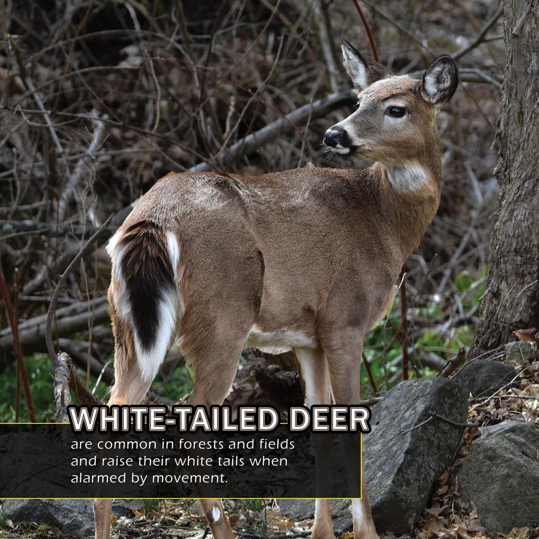 Animals of Connecticut! A My Incredible World Picture Book for Children