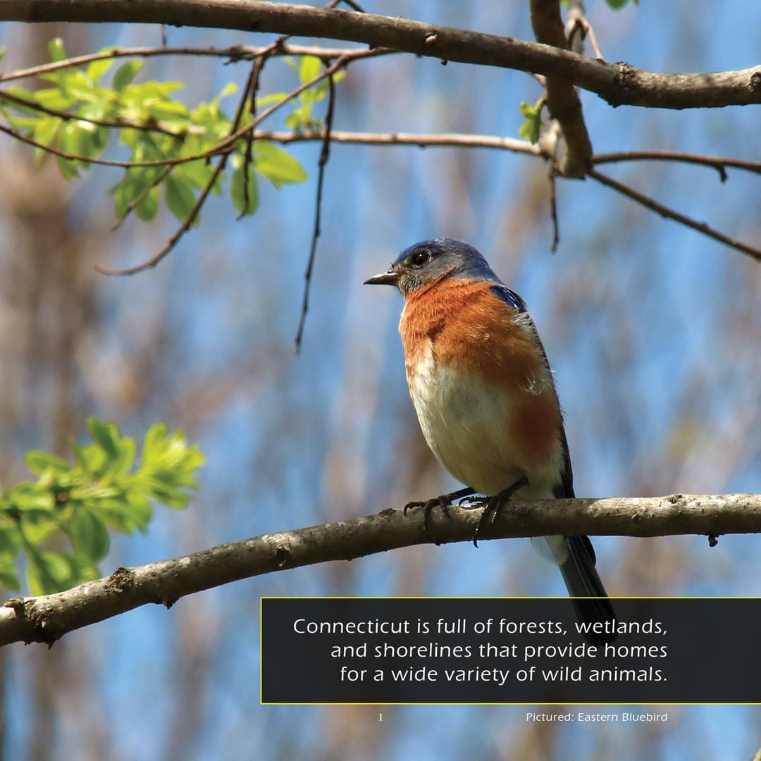 Animals of Connecticut! A My Incredible World Picture Book for Children