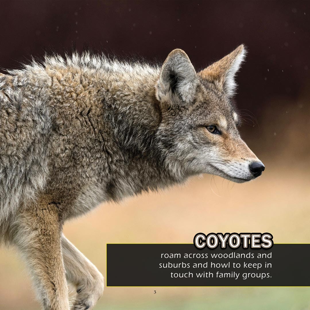 Animals of Connecticut! A My Incredible World Picture Book for Children