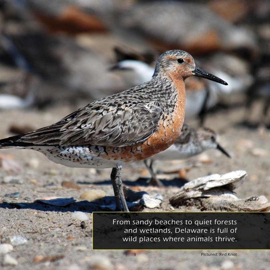 Animals of Delaware! A My Incredible World Picture Book for Children