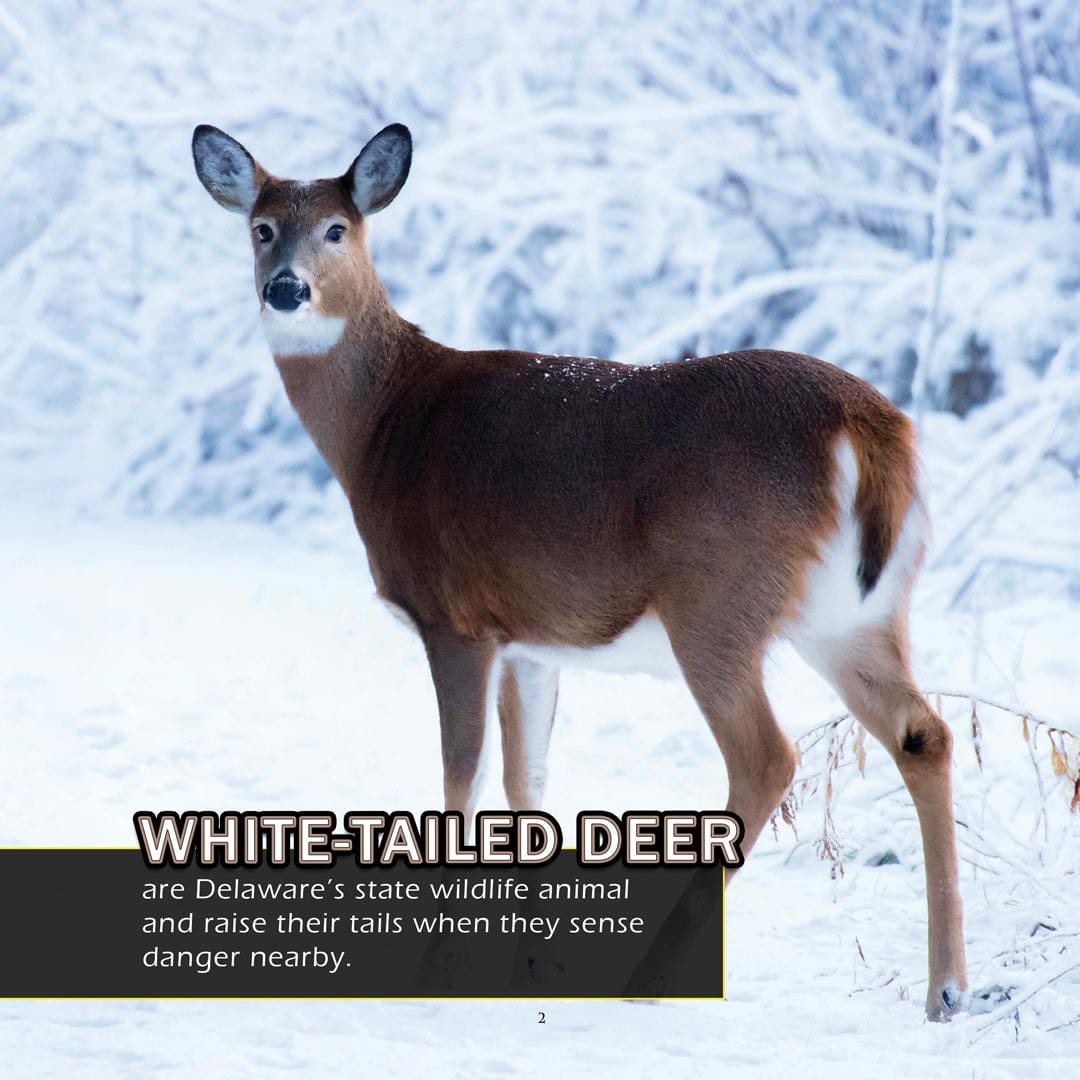 Animals of Delaware! A My Incredible World Picture Book for Children