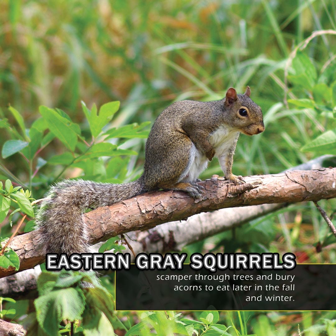 Animals of Delaware! A My Incredible World Picture Book for Children