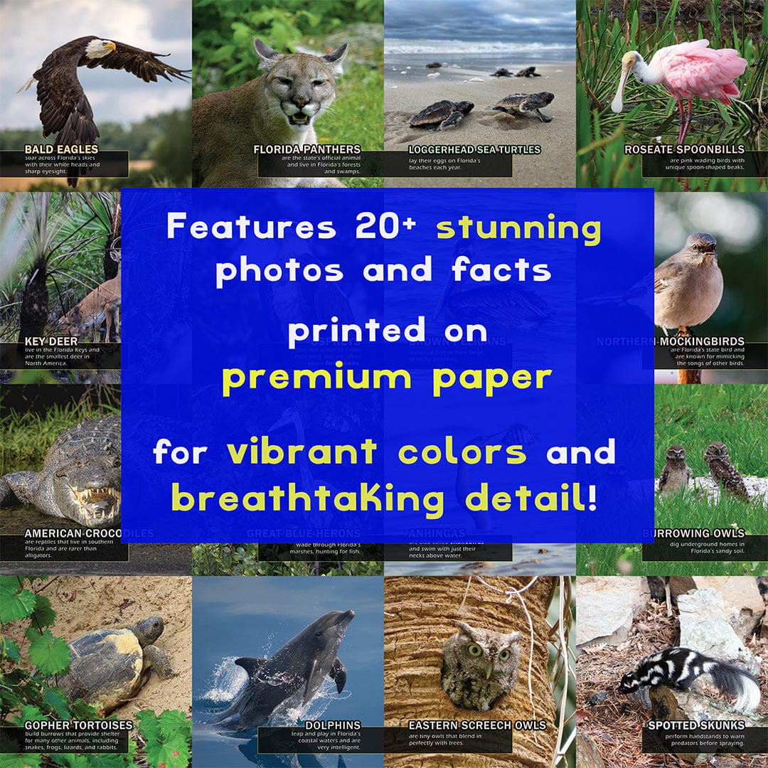 Animals of Florida! A My Incredible World Picture Book for Children