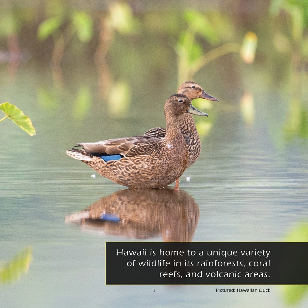Animals of Hawaii! A My Incredible World Picture Book for Children