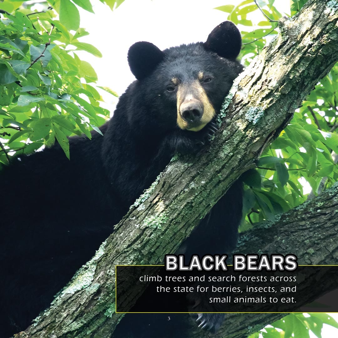 Animals of Idaho! A My Incredible World Picture Book for Children